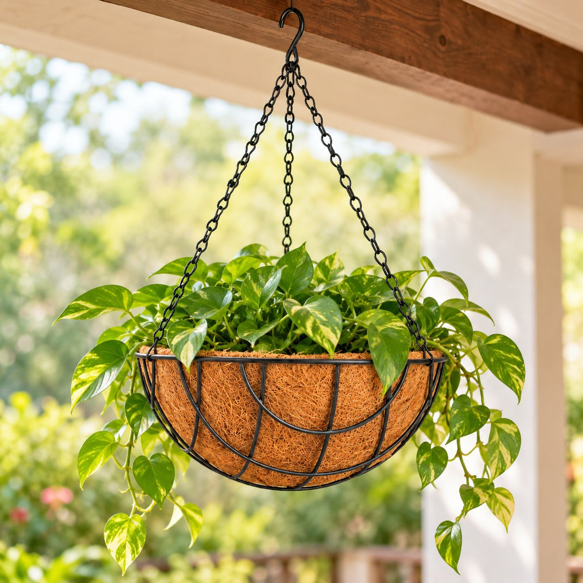 Coir Hanging Basket 8 inch with Chain