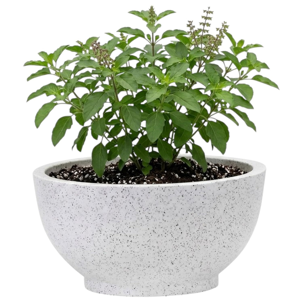 Lotus bowl planter - white