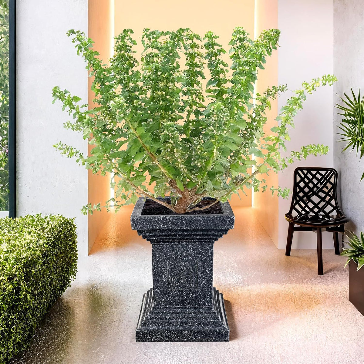 Black Tulsi planter in a home