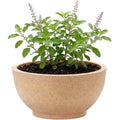 Lotus bowl planter - beige